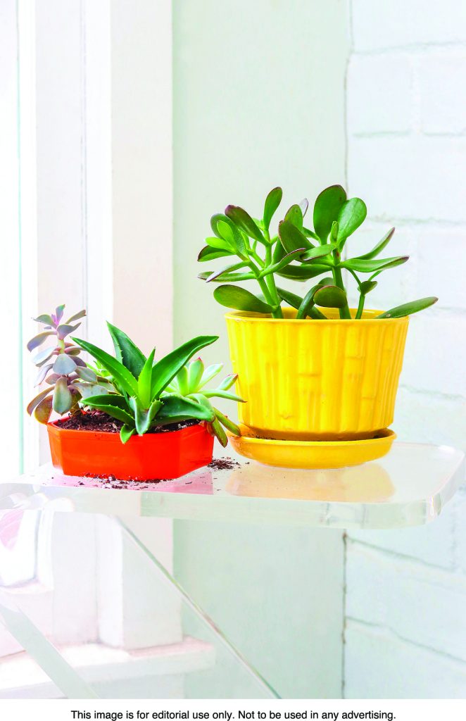 How to help houseplants survive a long winter Durham Trade
